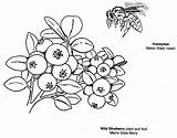 Coloring Blueberry Pages Maine Bee Blueberries Kids Pdf Book Colouring Picolour Popular Choose Board Symbols sketch template