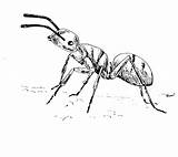 Ant Coloring Animals Printable Pages Drawing Kb sketch template