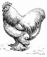 Silkie Chickens Cochin Leghorn Brahma sketch template