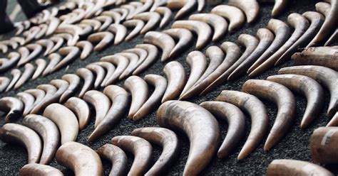 activists target yahoo  links  ivory trade wired