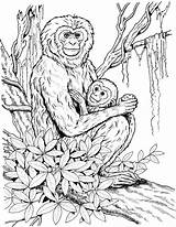 Chimpanzee Coloring4free 2833 1074 Monkeys Coloringbay Siamang Gibbon Gibbons Primates sketch template