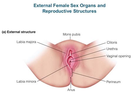 nude female sex organ xxx photo