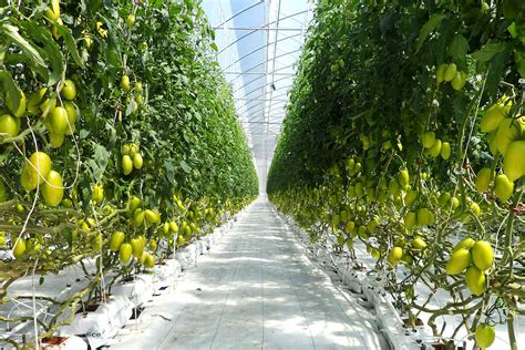 greenhouses  horticulture growing  vegetables