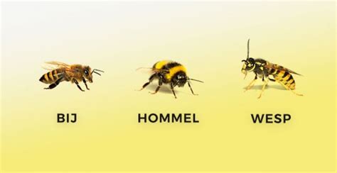 steken van wespen bijen hommels en hoornaars flexzorg