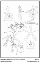 Est Epidendrum Difforme García Domínguez Herbaria Lopera Hágsater Jimenez Amo Drawing Type Website Group sketch template
