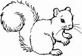 Squirrel Coloring Pages Animals Printable Colouring Drawing Outline Line Animal Clip Print Squirrels Forest Baby Face Drawings Squirl Grey Woodland sketch template