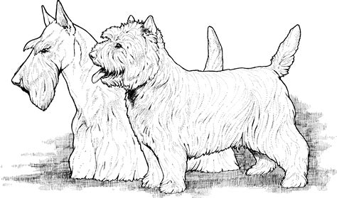 realistic  drawings google search west highland terrier hunde