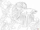 Fish Betta Coloring Pages Printable Supercoloring Beta Color Adult Drawings Tablets Compatible Ipad Android Version Click Drawing sketch template
