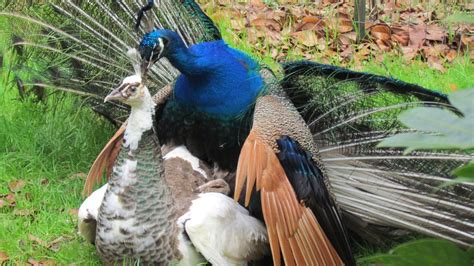 Peacock’s Copulate Reproduce Like Any Other Bird Contrary To Hc Judge