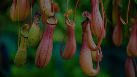 pitcher plant care  complete guide plantora