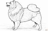 Ausmalbilder Kleurplaat Wolfsspitz Imprimer Spitz Keeshond Coloriage Ausmalbild Loup Berner Lassie Puppy Hunde Pekingese Sennen Supercoloring Labrador Pound Coloriages Hundar sketch template