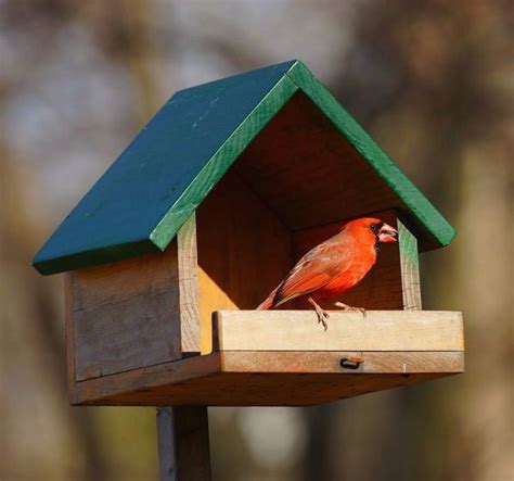 birdhouse plans  cardinals elegant cardinal nest box images bird house plans