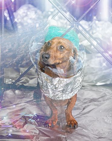space dog stock photo  image  istock