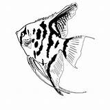 Coloring Angel Fish Flipper Long sketch template