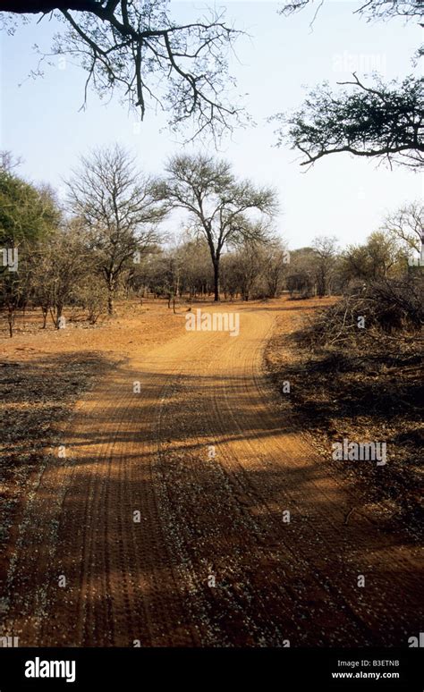 Road To Nowhere 4x4 Off Road Track In African Savannah Bush Vegetation