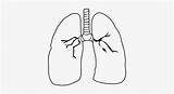 Pulmao Lungs Pngkit sketch template
