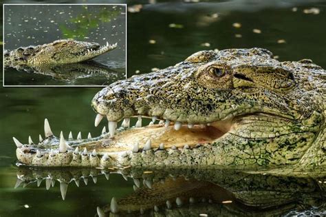 crocodiles news views gossip pictures video mirror online