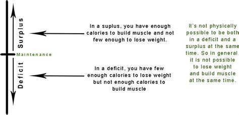 definitive guide    bulk  gain lean muscle