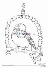 Colouring Budgie Coloring Pages Village Activity Explore Popular sketch template