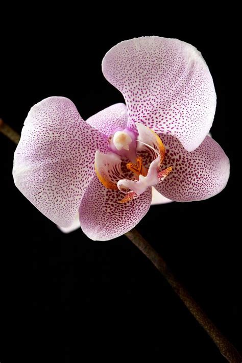 Useful Tips For Care And Maintenance Of Phalaenopsis