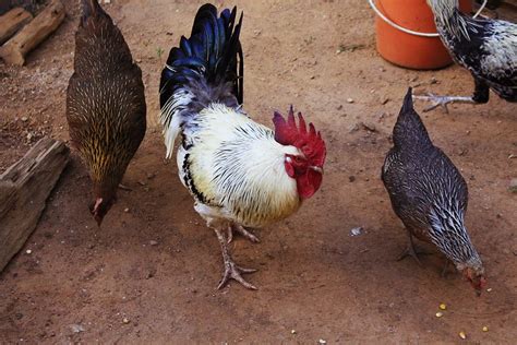 domestic fowls zala hub