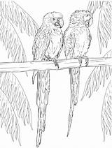 Macaw Guacamayo Coloring Guacamayos Ara Parrot Parrots Volando Dibujosonline sketch template
