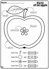 Apples Parts Worksheet Preschoolers Teachersmag Themed Numbers 99worksheets Elise sketch template