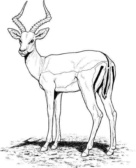 gazelle coloring pages