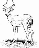 Gazelle Coloring Pages Impala Colouring sketch template