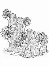 Coloring Pages Cactus Flowers Flower Recommended sketch template