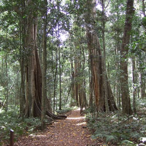 bunya mountains national park   saber antes de ir lo mas