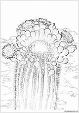 Cactus Saguaro Coloring Blossom Pages Blossoms Color Idaho Printable Drawing Arizona Flower Online Getcolorings State Categories sketch template
