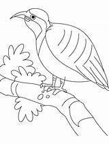 Partridge Resting Quail Bestcoloringpages Days Twelve sketch template