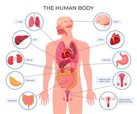 human organs diagram male organs anatomy bodendwasuct