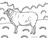 Schaf Ausmalbilder Printable Cool2bkids Malvorlagen Schafe Colouring Lamb sketch template