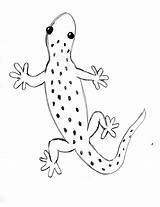 Gecko Lizard Drawing Simple Easy Draw Step Print Drawings Comment Paintingvalley Enjoyed Lesson Become Pdf If When Save Lessons Samanthasbell sketch template