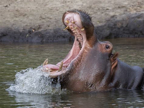 nijlpaard safaripark beekse bergen marian de neijs flickr
