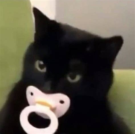 pin by luna on сОхРы in 2020 cute cat memes cat