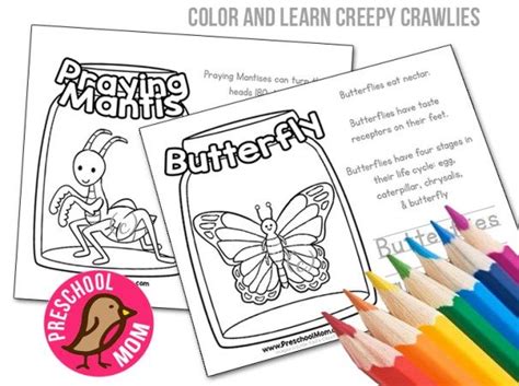 color learn bug worksheets bugs preschool insect activities