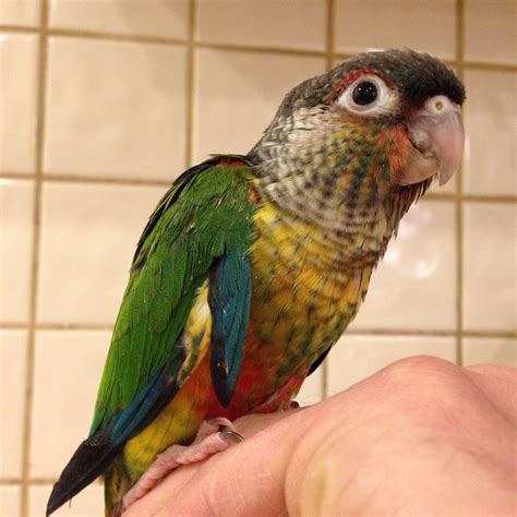 green cheek conure parrots  sale   parrots