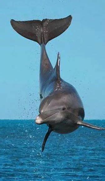 la creacion de dios en fotografias el delfin volador