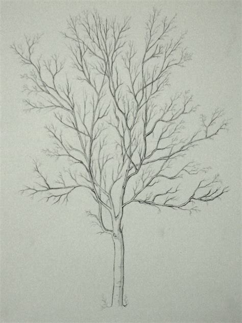 tree drawing trees pinterest learning log