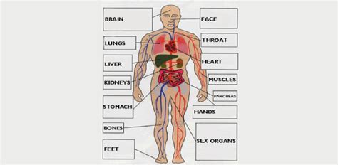 identify  parts  body flashcards flashcards  proprofs