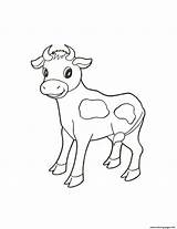 Calf Colouring Cows sketch template