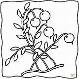 Coloring Pages Cranberry Cranberries Ripe Getcolorings Ontario Berry sketch template