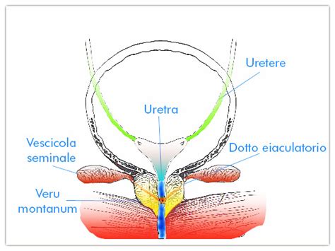 female urethra sex