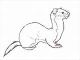 Weasel Ferret Coloring Drawing Footed Deviantart Pages Solitary Drawings Printable Print Tattoo Animal Getdrawings Getcolorings Least Color Sketches Favourites Add sketch template