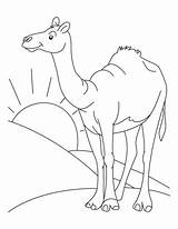 Camel Desert Coloring Pages Sahara Color Animal Drawing Clipart Habitat Printable Kids Clip Cartoon Standing Colouring Bestcoloringpages Animals Arabian Print sketch template