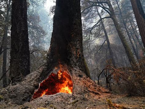 forest  resetting california wildfires burned hundreds  ancient redwoods