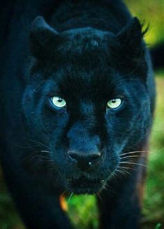 baby black panthers cats  dogs  animals pinterest black panther black jaguar